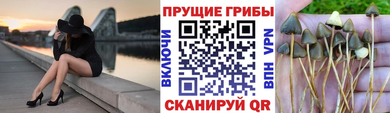 Галлюциногенные грибы Cubensis  Урюпинск 